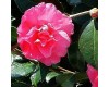 Camellia